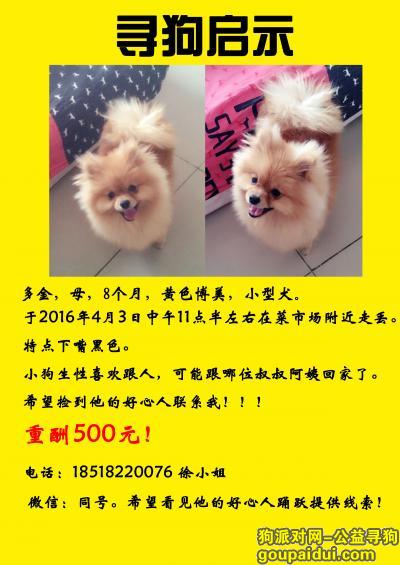北京小红门附近找闺女！必有重谢！，它是一只非常可爱的宠物狗狗，希望它早日回家，不要变成流浪狗。