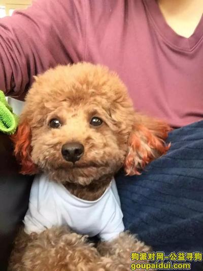 3月31日在孙家沟丢失的红耳朵泰迪已找到，它是一只非常可爱的宠物狗狗，希望它早日回家，不要变成流浪狗。