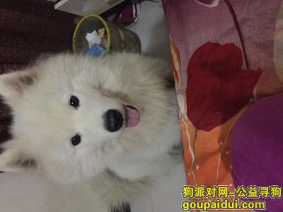 香港街附近丢失一只萨摩耶公狗，它是一只非常可爱的宠物狗狗，希望它早日回家，不要变成流浪狗。