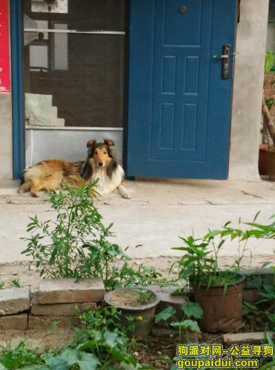 【北京找狗】，北京市通州区永顺镇北马场97号寻找苏格兰牧羊犬，它是一只非常可爱的宠物狗狗，希望它早日回家，不要变成流浪狗。