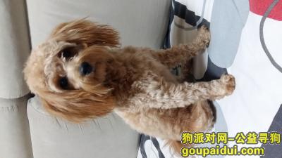 【北京捡到狗】，泰迪宝宝寻亲爱的主人，它是一只非常可爱的宠物狗狗，希望它早日回家，不要变成流浪狗。