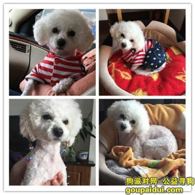 【上海找狗】，家中比熊丢失    心急如焚   眼泪都哭干了，它是一只非常可爱的宠物狗狗，希望它早日回家，不要变成流浪狗。