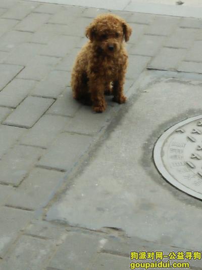 重庆找狗，请大家帮忙寻找泰迪狗嘟嘟。，它是一只非常可爱的宠物狗狗，希望它早日回家，不要变成流浪狗。