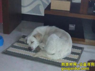 【北京捡到狗】，太子裕路走丢狗狗寻主人，它是一只非常可爱的宠物狗狗，希望它早日回家，不要变成流浪狗。