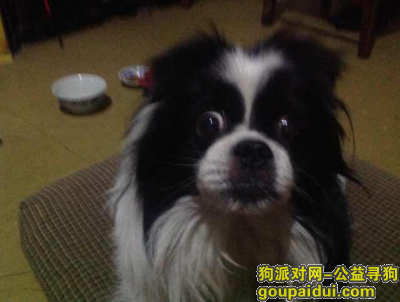 寻找日本狆，16年4月6日 凌晨在北京市朝内小街走失爱犬一条，它是一只非常可爱的宠物狗狗，希望它早日回家，不要变成流浪狗。
