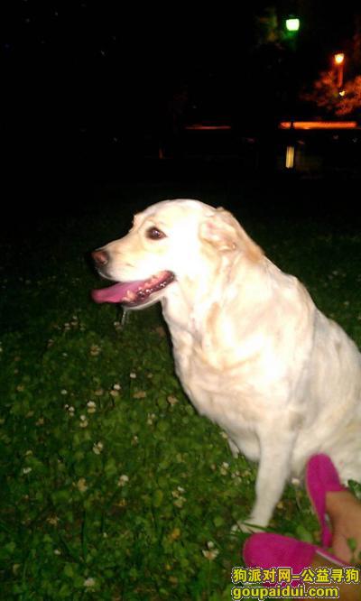 【西安找狗】，爱犬多多（拉布拉多犬），8岁，4月7日早上11点左右于腾联新世纪小区东门丢失，它是一只非常可爱的宠物狗狗，希望它早日回家，不要变成流浪狗。