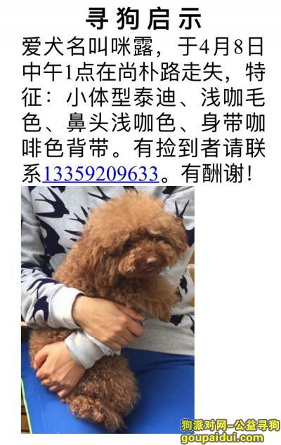 陕西西安新城区尚朴路4月8日中午走丢泰迪，它是一只非常可爱的宠物狗狗，希望它早日回家，不要变成流浪狗。