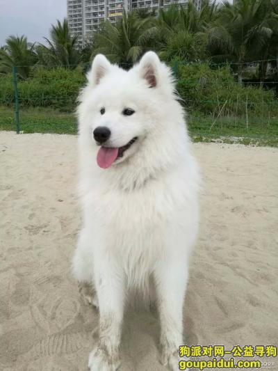 寻找1岁萨摩耶  公狗 纯白色，它是一只非常可爱的宠物狗狗，希望它早日回家，不要变成流浪狗。