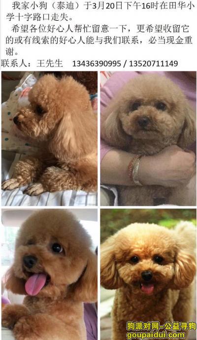 北京紫南家园附近丢失泰迪，它是一只非常可爱的宠物狗狗，希望它早日回家，不要变成流浪狗。