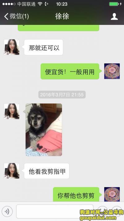 【上海找狗】，一只杂交的黑泰迪，四肢白色，名叫33，4月7号10点左右走丢了，它是一只非常可爱的宠物狗狗，希望它早日回家，不要变成流浪狗。