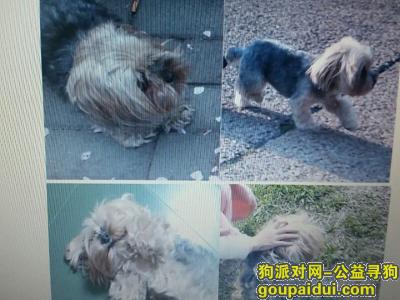 寻找在大明宫遗址公园丢失的狗，它是一只非常可爱的宠物狗狗，希望它早日回家，不要变成流浪狗。
