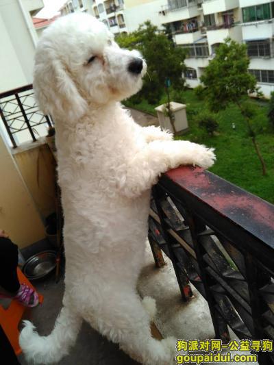 【上海找狗】，寻狗，品种比熊一岁半，它是一只非常可爱的宠物狗狗，希望它早日回家，不要变成流浪狗。