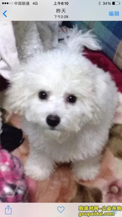 济南市天桥区小清河北路寻找白色比熊，它是一只非常可爱的宠物狗狗，希望它早日回家，不要变成流浪狗。