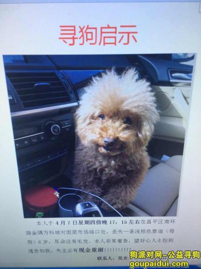 【北京找狗】，北京  昌平区南环路金隅万科城酬谢两万元寻找泰迪犬，它是一只非常可爱的宠物狗狗，希望它早日回家，不要变成流浪狗。