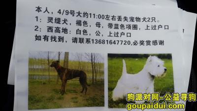 上海灵缇，西高地阿姨走失，它是一只非常可爱的宠物狗狗，希望它早日回家，不要变成流浪狗。