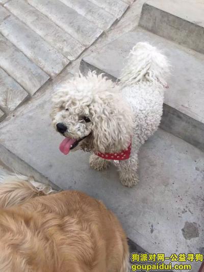 济南寻狗主人，在锦绣泉城小区捡到一只白色比熊犬，它是一只非常可爱的宠物狗狗，希望它早日回家，不要变成流浪狗。