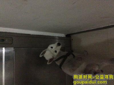 东莞市万江道滘检到狗，它是一只非常可爱的宠物狗狗，希望它早日回家，不要变成流浪狗。