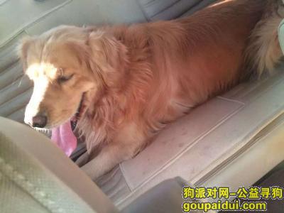 洛阳找狗，爱犬于4月11日下午8点在洛宁县走失，它是一只非常可爱的宠物狗狗，希望它早日回家，不要变成流浪狗。