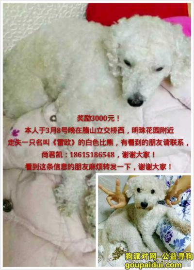 济南寻狗启示，寻找白色已剪毛毛的狗狗雷欧母狗3岁13斤，它是一只非常可爱的宠物狗狗，希望它早日回家，不要变成流浪狗。