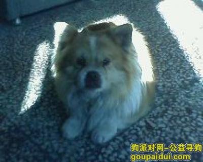 【北京找狗】，寻狗启示希望能早点回来，它是一只非常可爱的宠物狗狗，希望它早日回家，不要变成流浪狗。