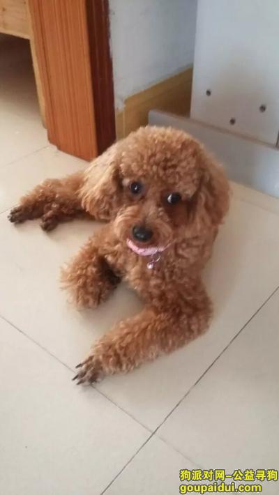 深圳找狗主人，急寻棕色泰迪狗（悬赏5000元），它是一只非常可爱的宠物狗狗，希望它早日回家，不要变成流浪狗。