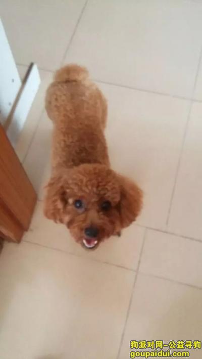 【深圳找狗】，急寻棕色泰迪（悬赏5000元），它是一只非常可爱的宠物狗狗，希望它早日回家，不要变成流浪狗。