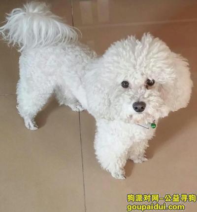 兰州找狗，甘肃省兰州市重酬寻狗比熊贝勒，它是一只非常可爱的宠物狗狗，希望它早日回家，不要变成流浪狗。