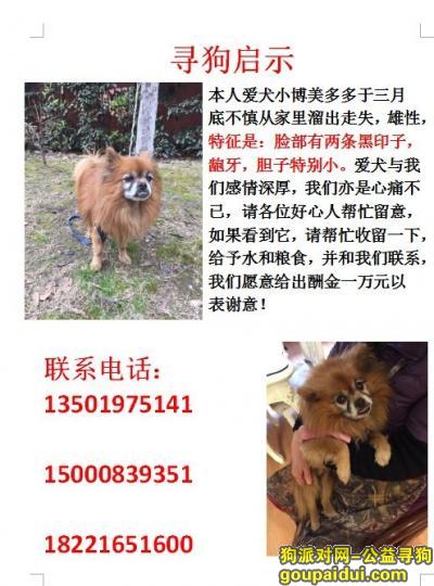 【上海找狗】，金山朱行镇遗失博美一只，它是一只非常可爱的宠物狗狗，希望它早日回家，不要变成流浪狗。