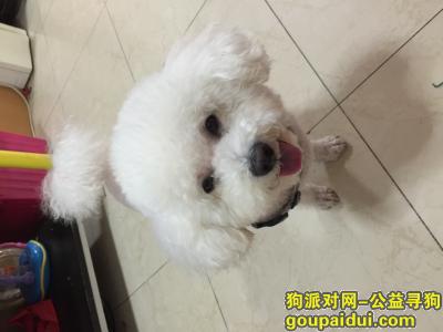 【北京找狗】，捡到白色比熊公狗一只，它是一只非常可爱的宠物狗狗，希望它早日回家，不要变成流浪狗。