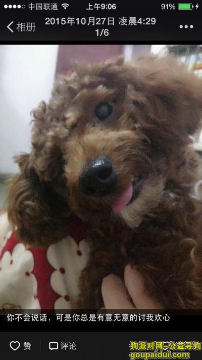 【福州找狗】，在闽侯荆溪丢失一只一岁泰迪美眉，它是一只非常可爱的宠物狗狗，希望它早日回家，不要变成流浪狗。