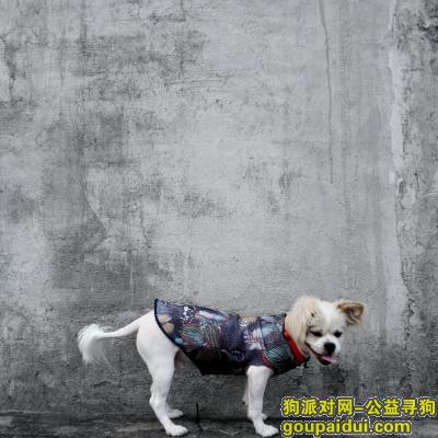 【江门找狗】，开平市幕村小学走失爱宠蝴蝶狗，富仔！，它是一只非常可爱的宠物狗狗，希望它早日回家，不要变成流浪狗。