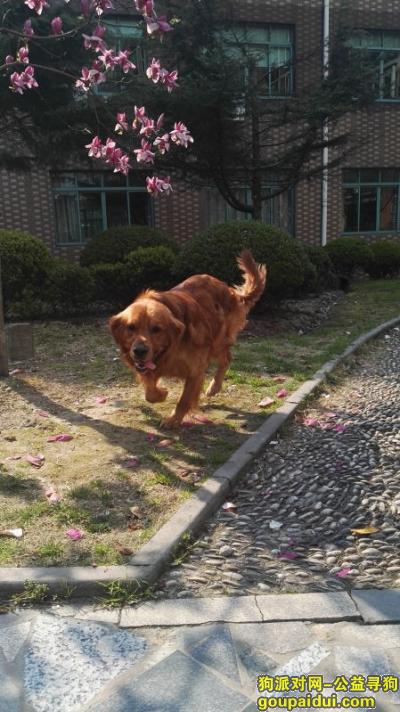 上海浦东新区 金桥巨峰路酬谢五千元寻找金毛犬，它是一只非常可爱的宠物狗狗，希望它早日回家，不要变成流浪狗。