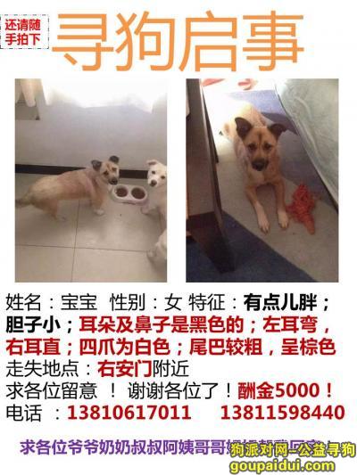 【北京找狗】，5000元，求宝宝回家！，它是一只非常可爱的宠物狗狗，希望它早日回家，不要变成流浪狗。