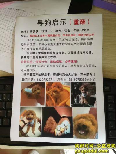 【惠州找狗】，拜托大家帮忙找多多好吗，它是一只非常可爱的宠物狗狗，希望它早日回家，不要变成流浪狗。