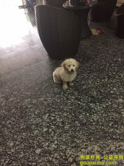 深圳宝体附近拾到一只小串串~，它是一只非常可爱的宠物狗狗，希望它早日回家，不要变成流浪狗。