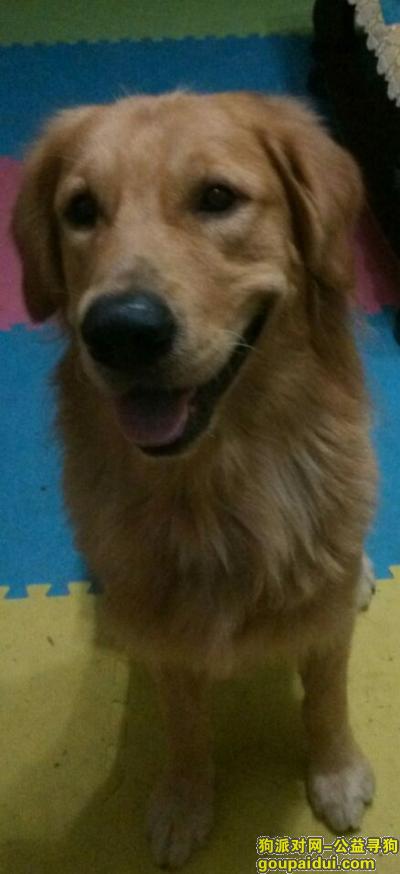 爱狗金毛两岁，四月八号在重庆南岸区茶园走丢的，前脚有一个像脚趾大小的肉球，它是一只非常可爱的宠物狗狗，希望它早日回家，不要变成流浪狗。