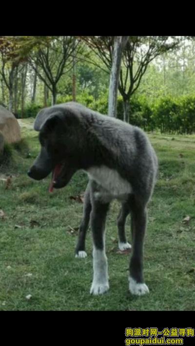 澧县城区 找一条四个月大灰色土狗，它是一只非常可爱的宠物狗狗，希望它早日回家，不要变成流浪狗。