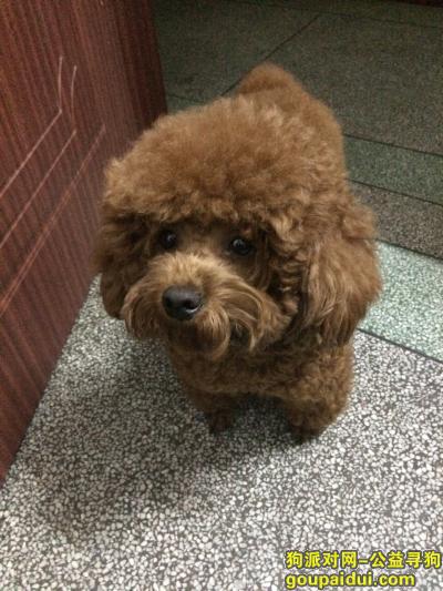 【梅州找狗】，寻狗启示，红棕色泰迪 一岁半，，它是一只非常可爱的宠物狗狗，希望它早日回家，不要变成流浪狗。