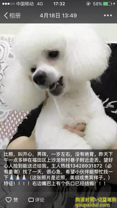 【深圳找狗】，#深圳福田上沙寻狗#，它是一只非常可爱的宠物狗狗，希望它早日回家，不要变成流浪狗。