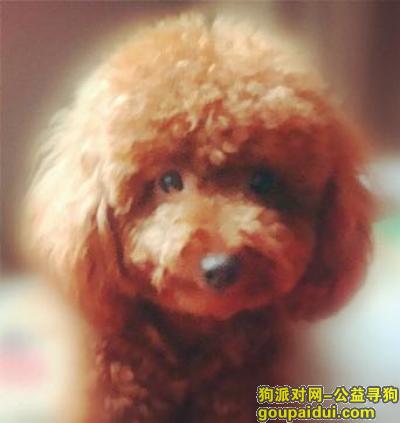【北京找狗】，回龙观寻找泰迪！！！！，它是一只非常可爱的宠物狗狗，希望它早日回家，不要变成流浪狗。