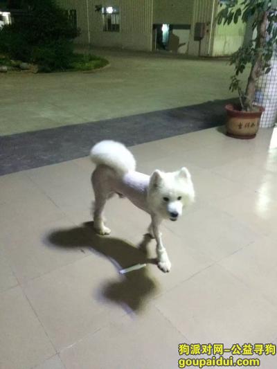 寻找爱犬帅帅 公 3岁在东莞东城桑园丢失，它是一只非常可爱的宠物狗狗，希望它早日回家，不要变成流浪狗。