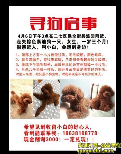 【郑州找狗】，现金3000急寻爱犬，它是一只非常可爱的宠物狗狗，希望它早日回家，不要变成流浪狗。