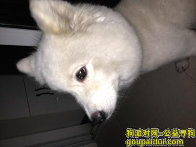 【上海找狗】，上海寻狗，找到必有重谢！！！，它是一只非常可爱的宠物狗狗，希望它早日回家，不要变成流浪狗。
