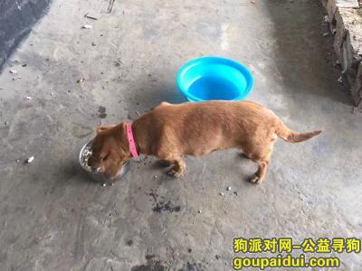 橙黄色的狗狗在金鱼岭丢了，它是一只非常可爱的宠物狗狗，希望它早日回家，不要变成流浪狗。