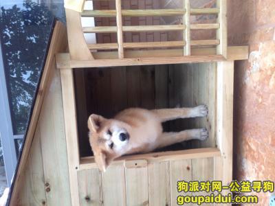 【昆明找狗】，云南省昆明市太平镇，找狗！秋田犬！必重谢，它是一只非常可爱的宠物狗狗，希望它早日回家，不要变成流浪狗。