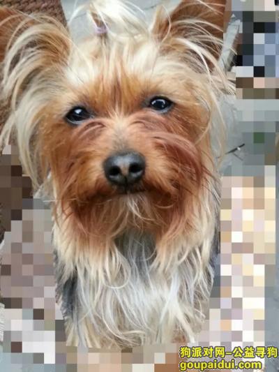 寻找约克夏，2016年4月25号在人民公园走丢一条约克夏，今年3岁，公狗，它是一只非常可爱的宠物狗狗，希望它早日回家，不要变成流浪狗。