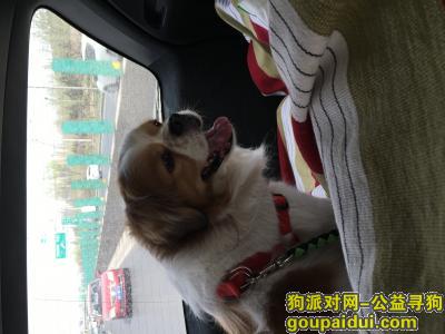 【北京找狗】，白底褐色花纹可卡串在北京云岗走失，见到必谢2000元，求回，它是一只非常可爱的宠物狗狗，希望它早日回家，不要变成流浪狗。