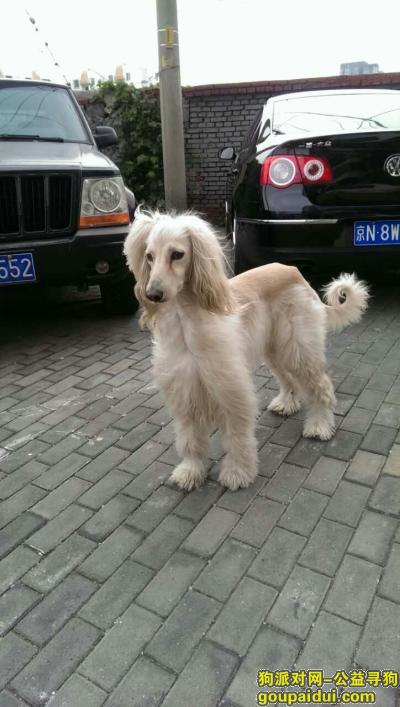 【北京找狗】，北京寻找白色阿富汗猎犬，它是一只非常可爱的宠物狗狗，希望它早日回家，不要变成流浪狗。