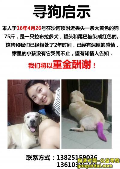 【广州找狗】，广州寻找丢失狗狗，重金酬谢！求好心人提供帮助，它是一只非常可爱的宠物狗狗，希望它早日回家，不要变成流浪狗。