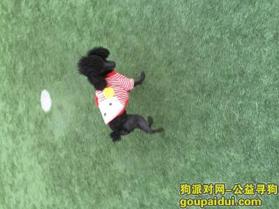 【大庆找狗】，寻狗启示，四月27日上午走失一条黑色泰迪狗，它是一只非常可爱的宠物狗狗，希望它早日回家，不要变成流浪狗。